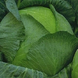 Blizzard cabbage